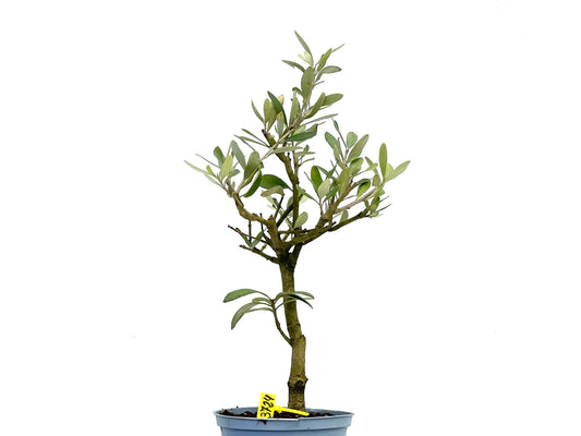 Olea Europaea 3724