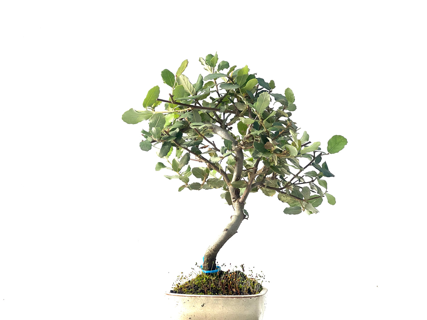 Quercus Suber 1267