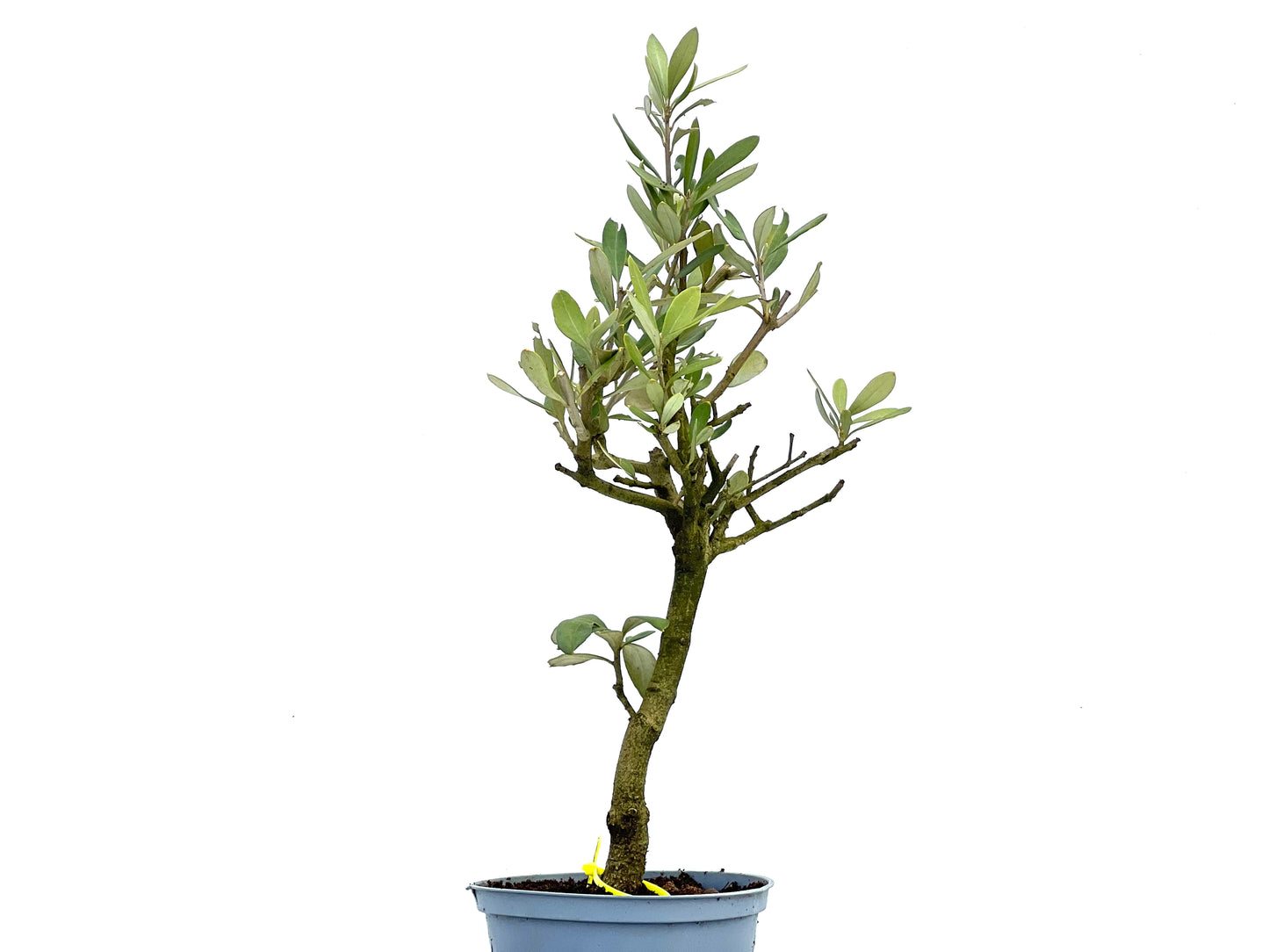 Olea Europaea 3724