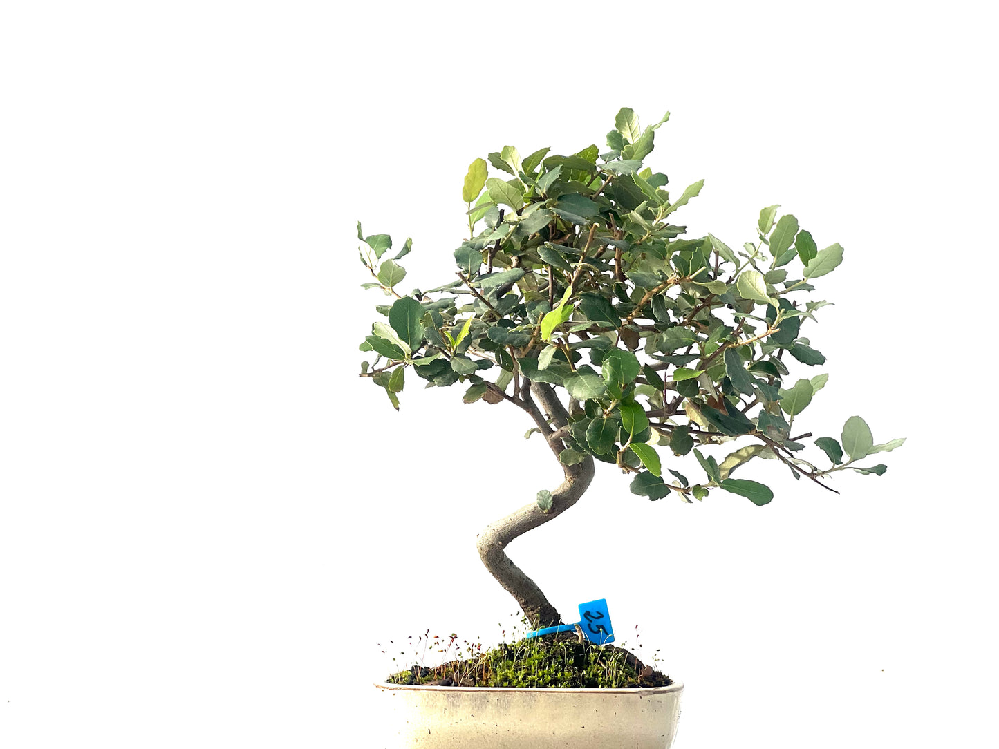 Quercus Suber 1267