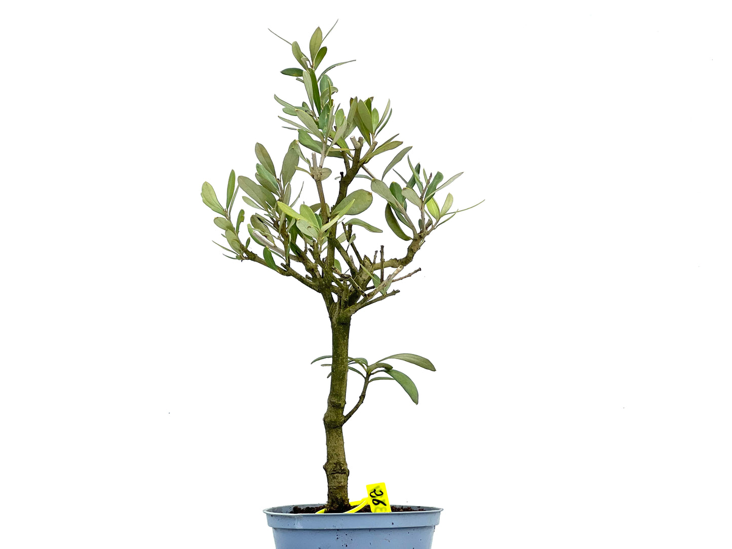 Olea Europaea 3724