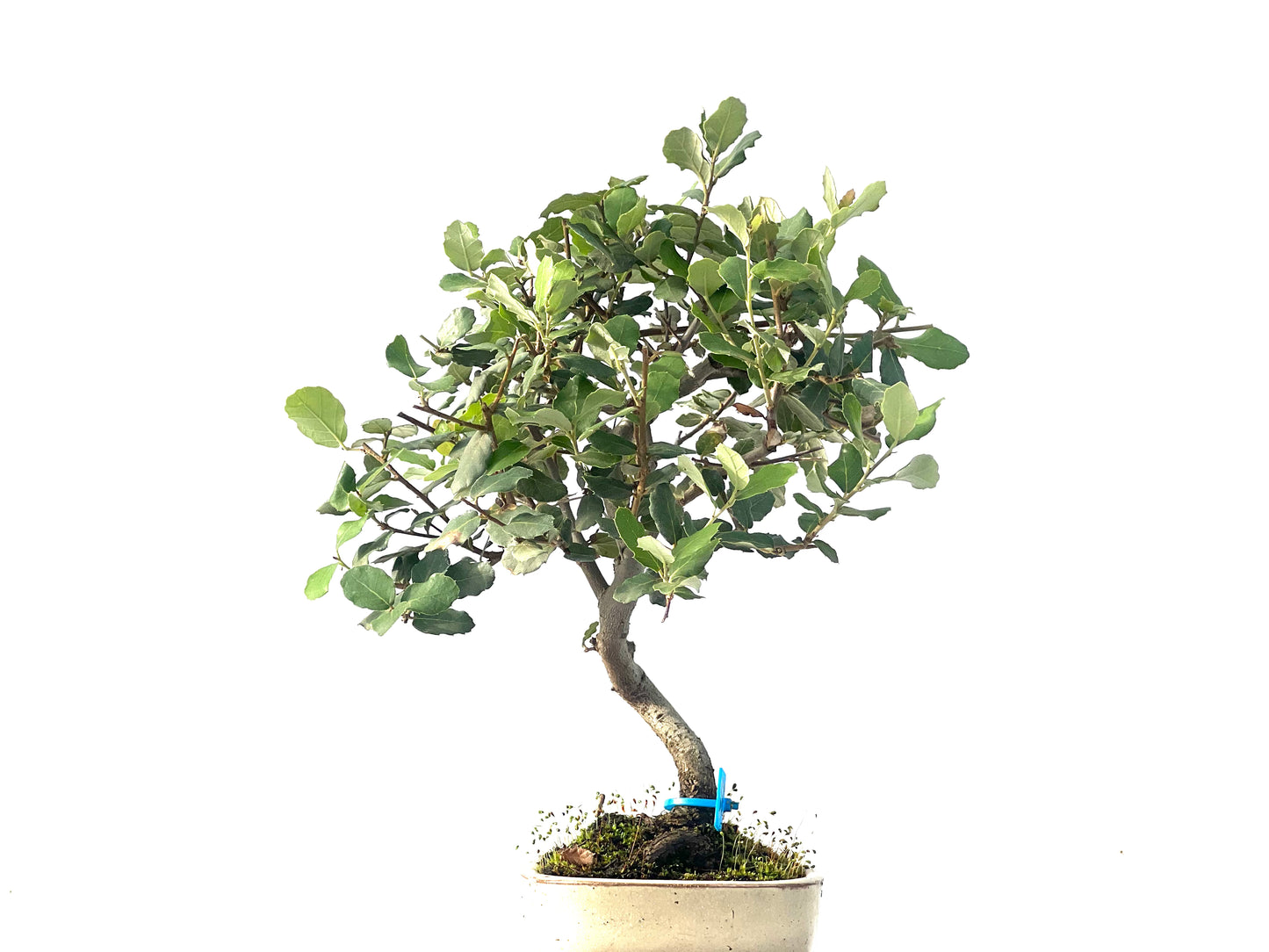 Quercus Suber 1267
