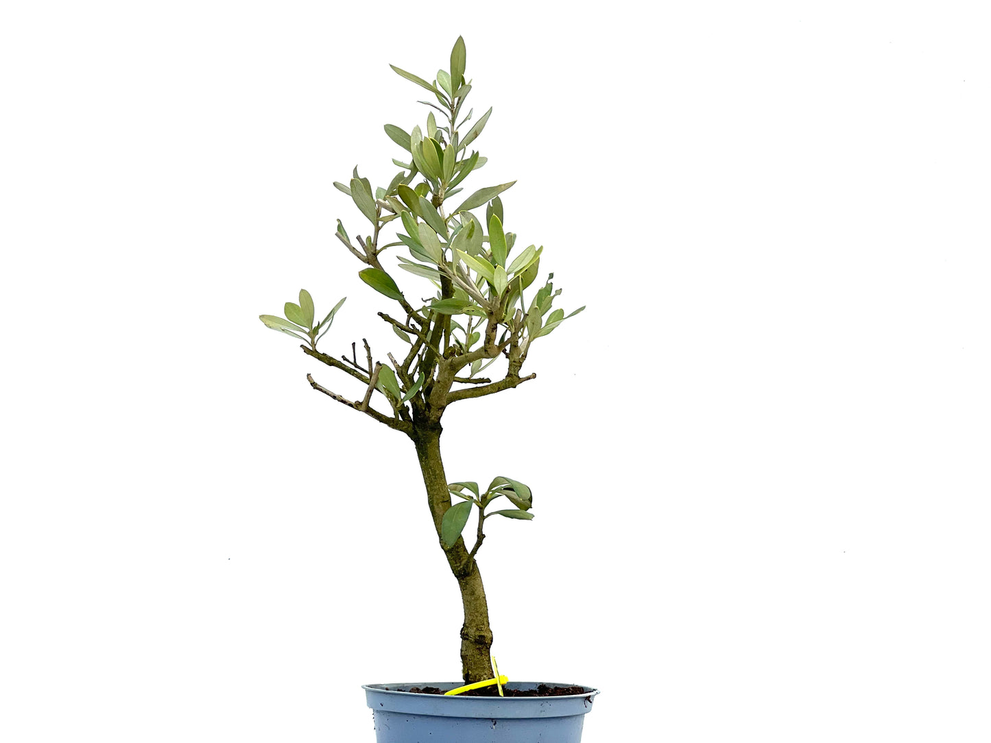 Olea Europaea 3724