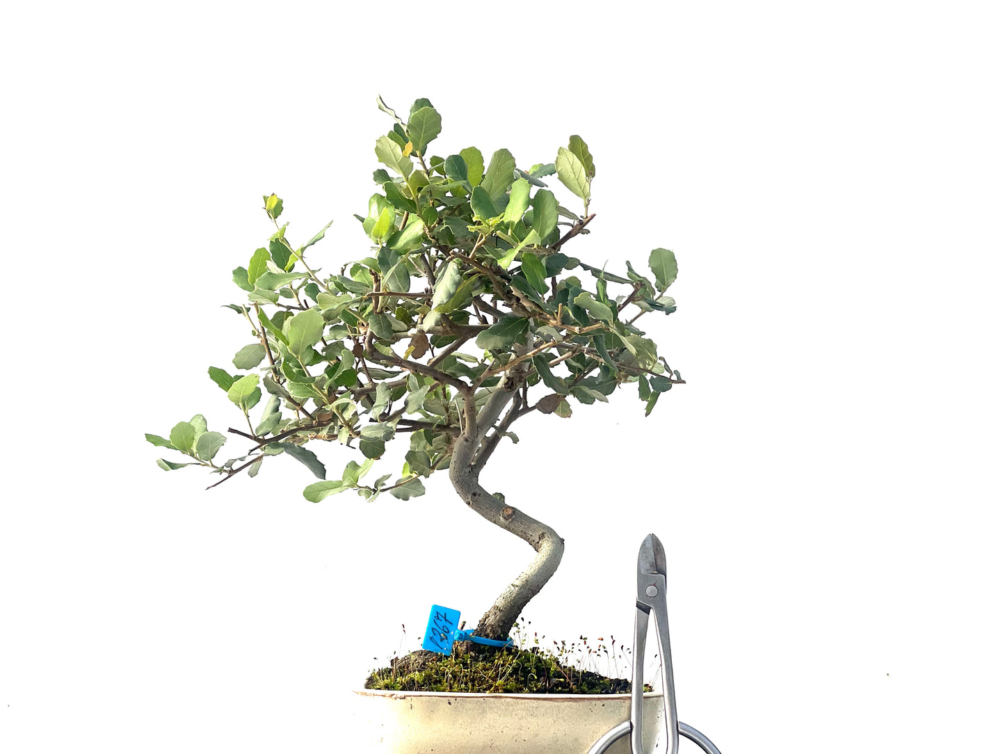 Quercus Suber 1267