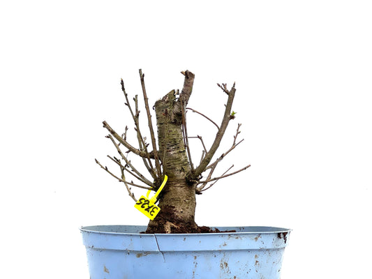 Prunus Mahaleb 3725