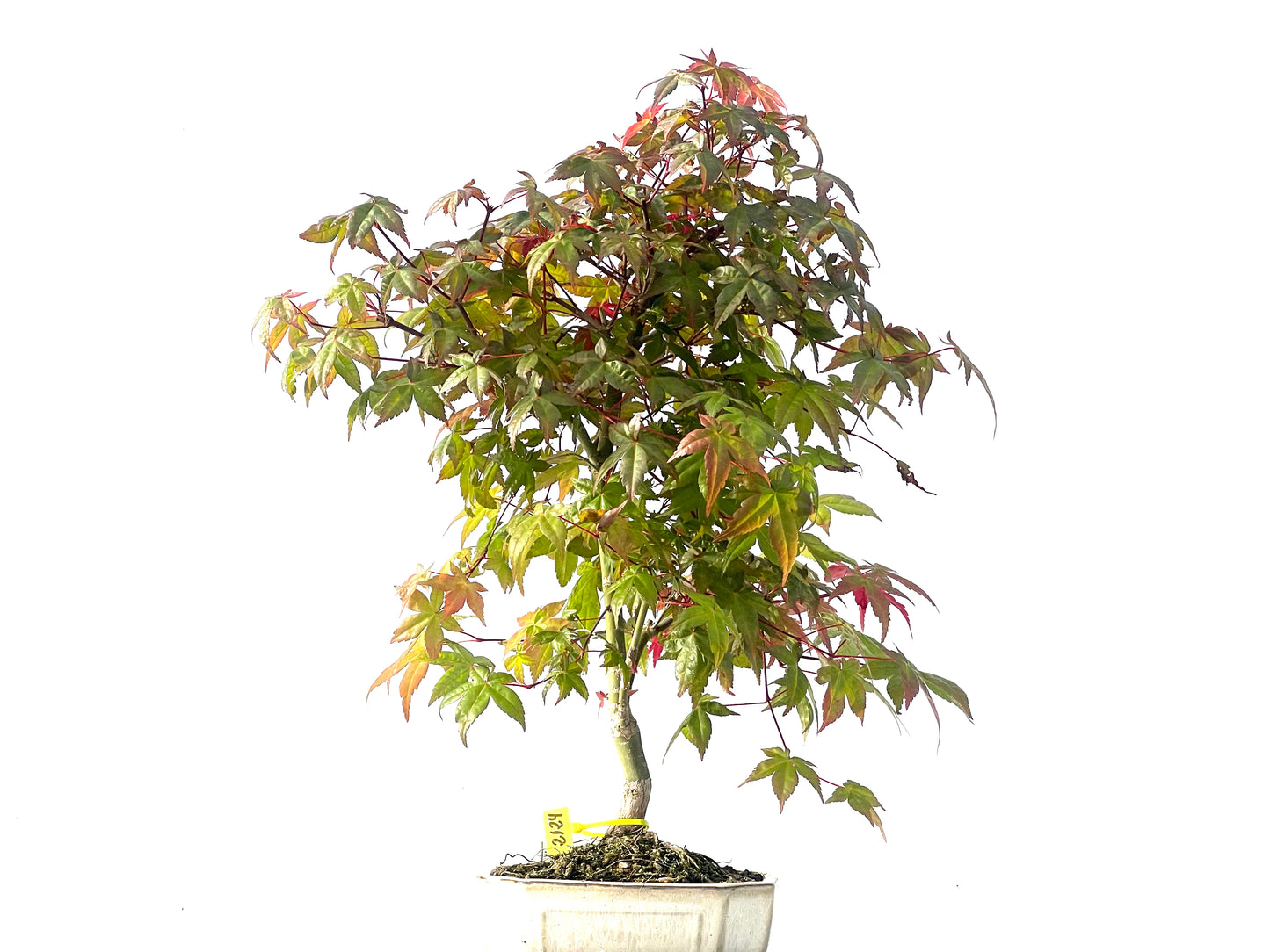 Arce Palmatum Deshojo 2124