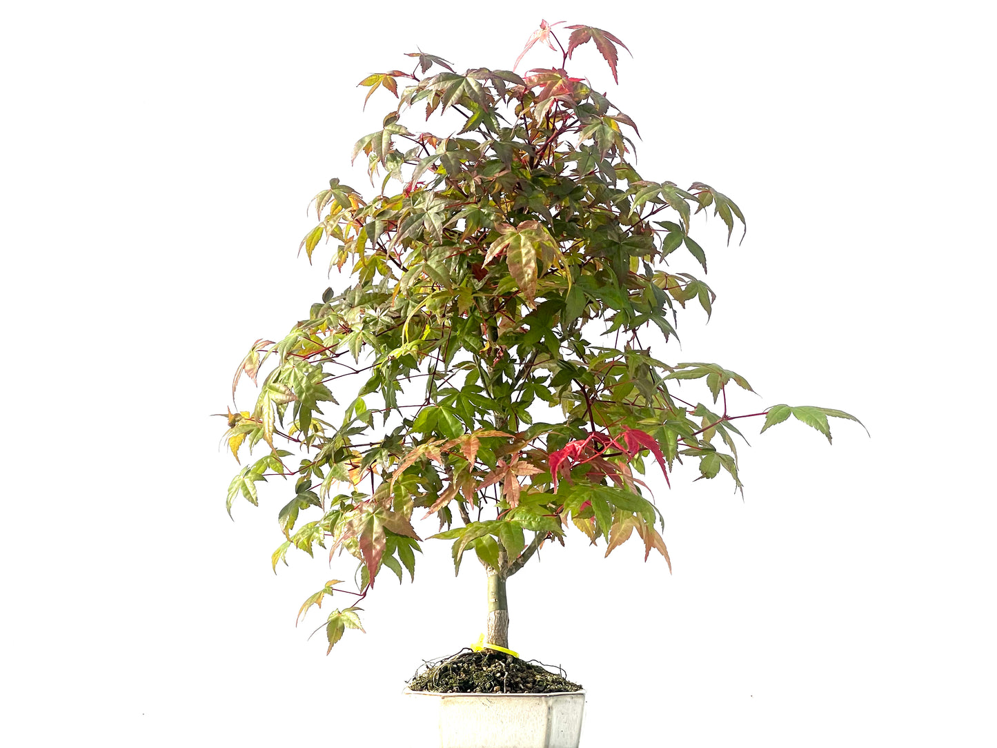 Arce Palmatum Deshojo 2124