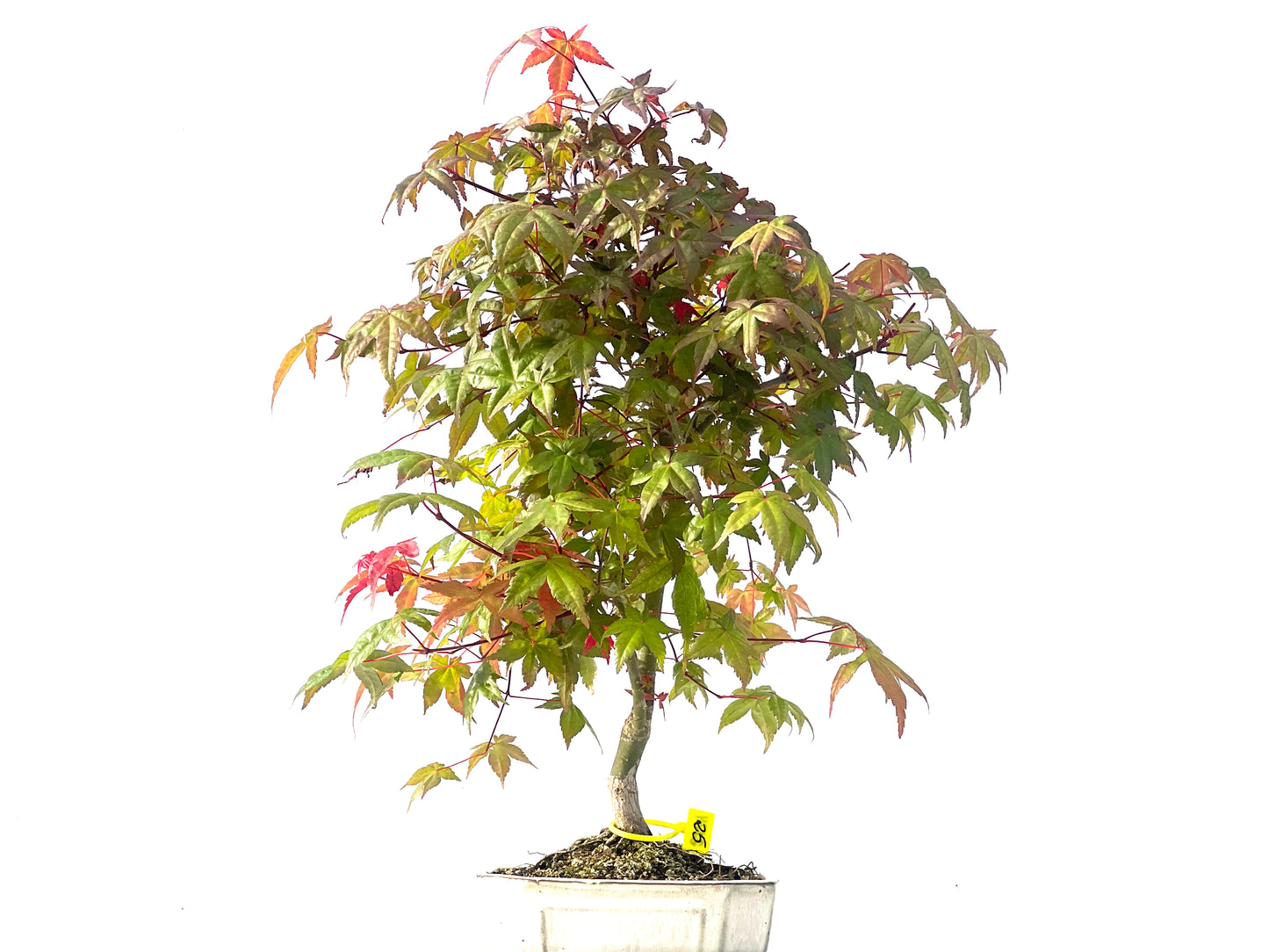 Arce Palmatum Deshojo 2124