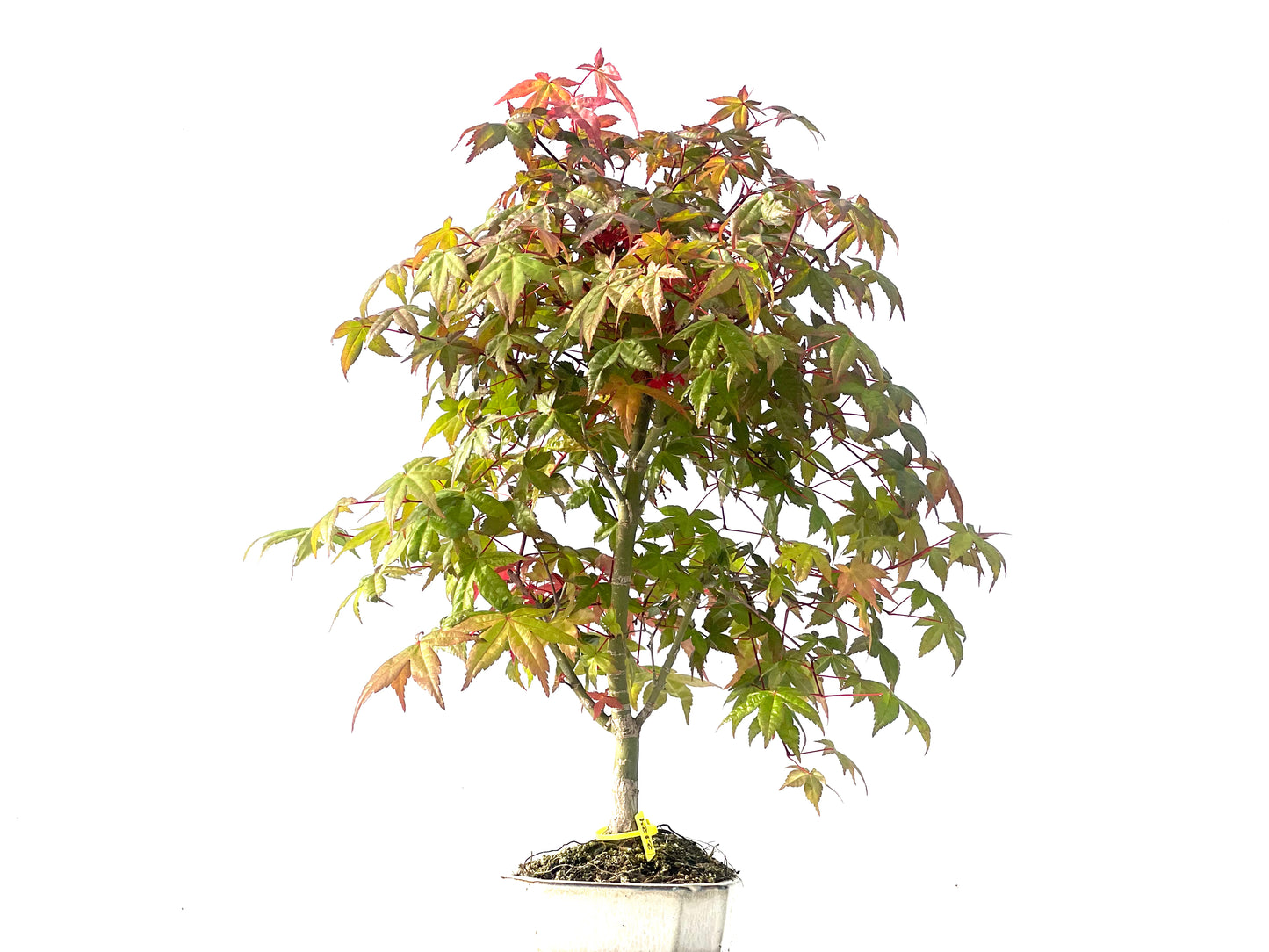 Arce Palmatum Deshojo 2124