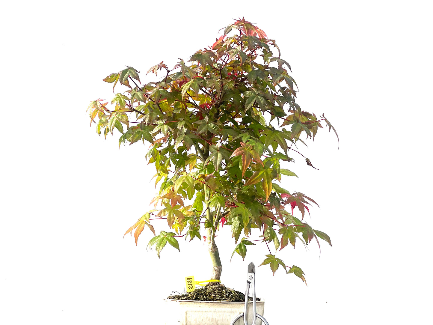 Arce Palmatum Deshojo 2124