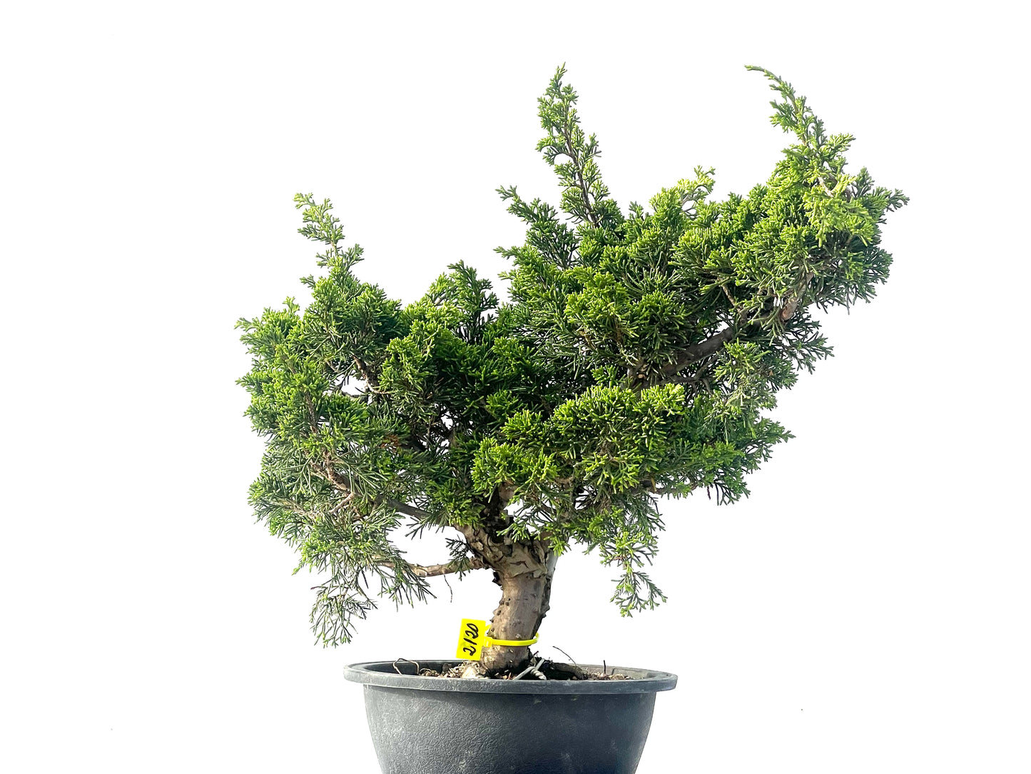 Juniperus Chinensis Itoigawa 2120