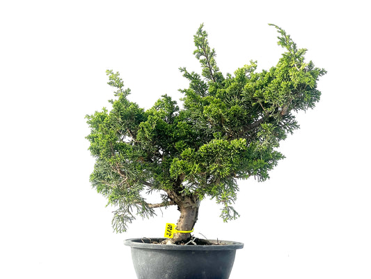 Juniperus Chinensis Itoigawa 2120
