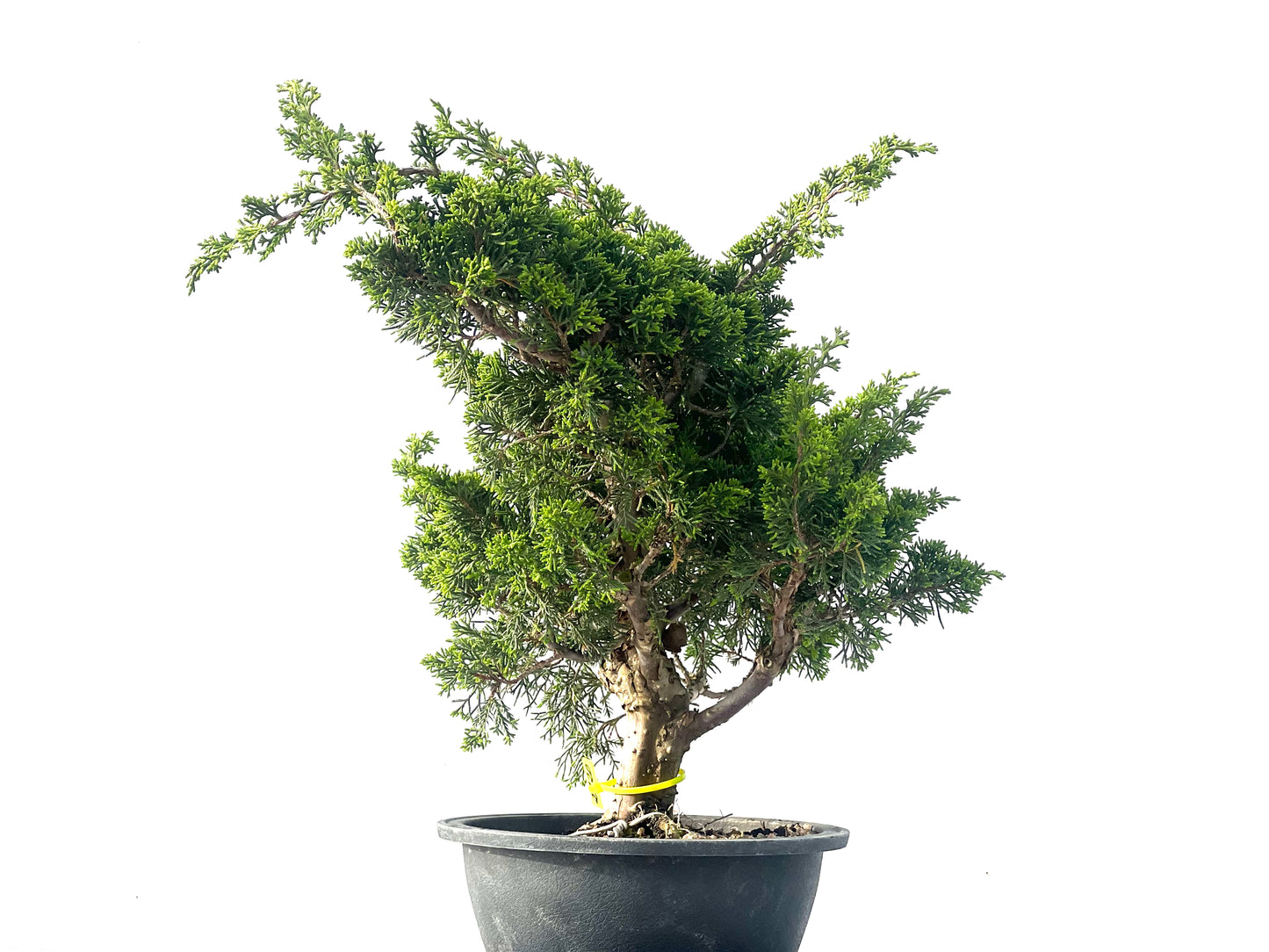 Juniperus Chinensis Itoigawa 2120