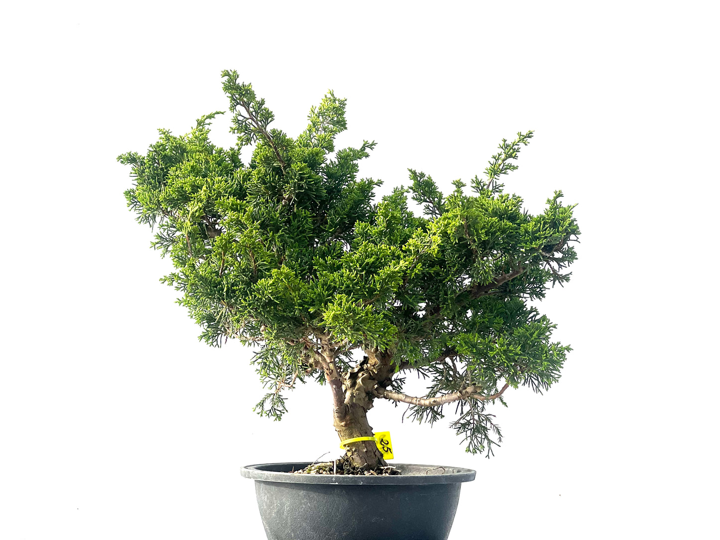 Juniperus Chinensis Itoigawa 2120