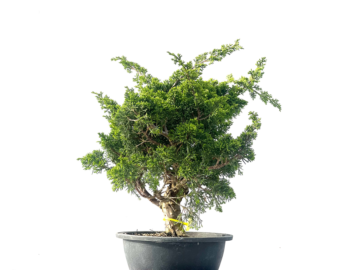 Juniperus Chinensis Itoigawa 2120