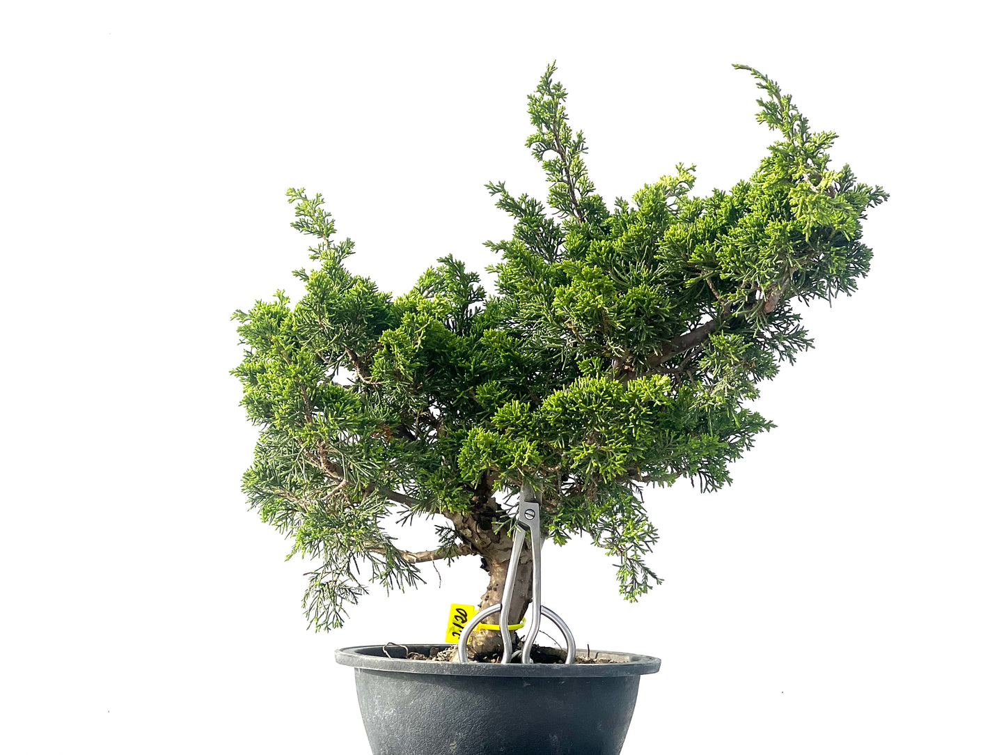 Juniperus Chinensis Itoigawa 2120