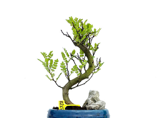 Zanthoxylum Piperitum 3728