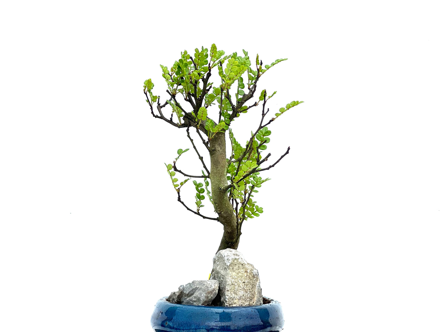 Zanthoxylum Piperitum 3728