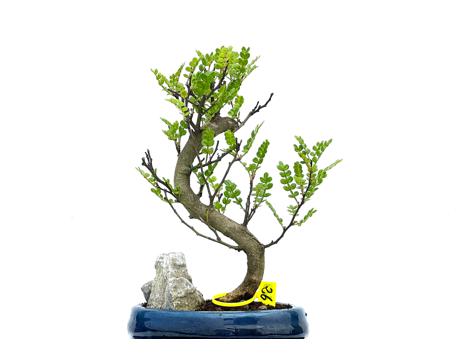 Zanthoxylum Piperitum 3728