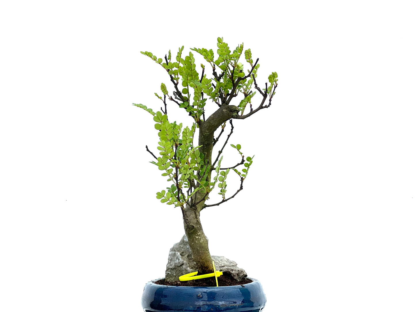 Zanthoxylum Piperitum 3728
