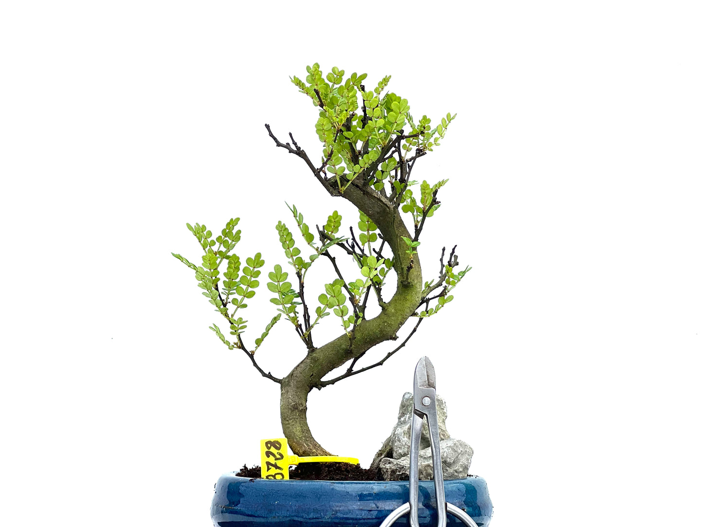 Zanthoxylum Piperitum 3728