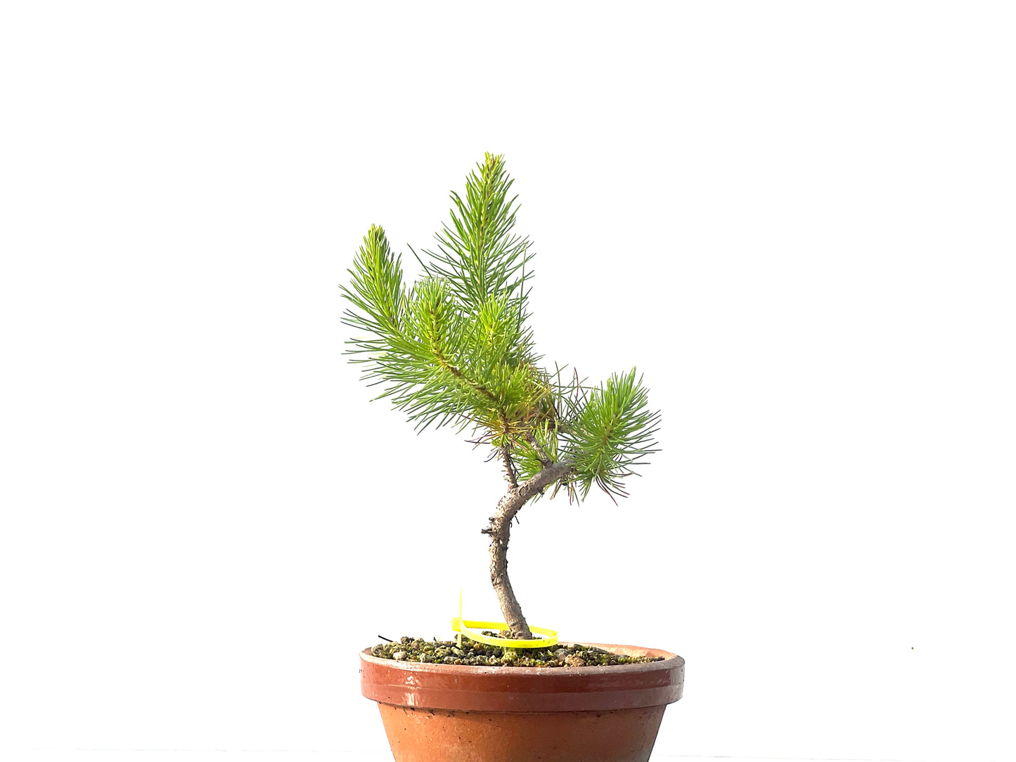 Pinus Pinea 2098