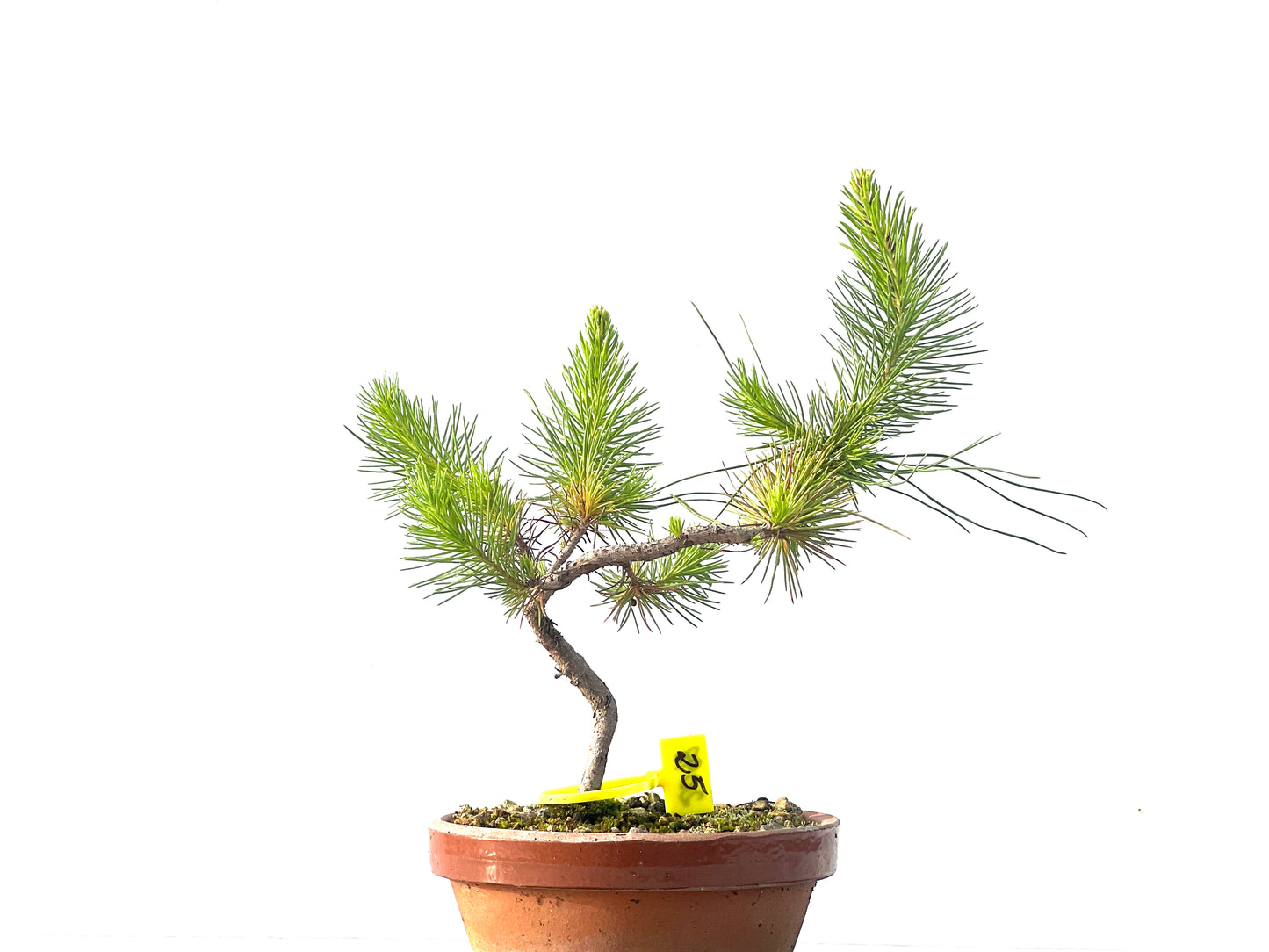 Pinus Pinea 2098