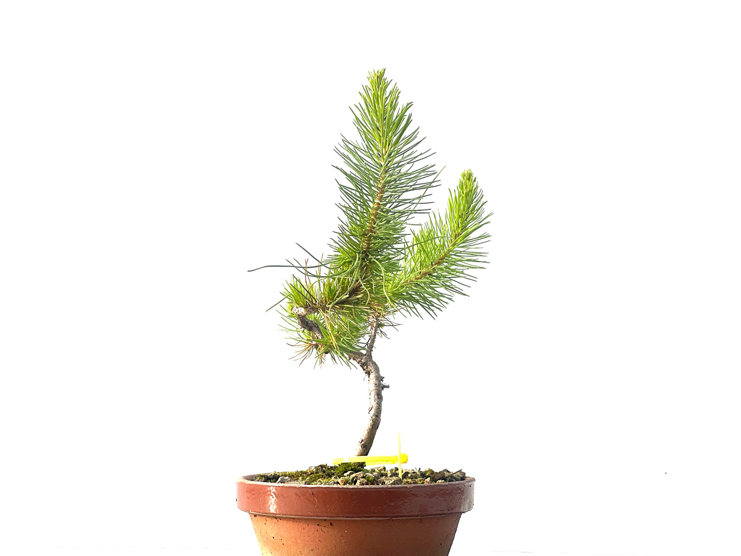 Pinus Pinea 2098