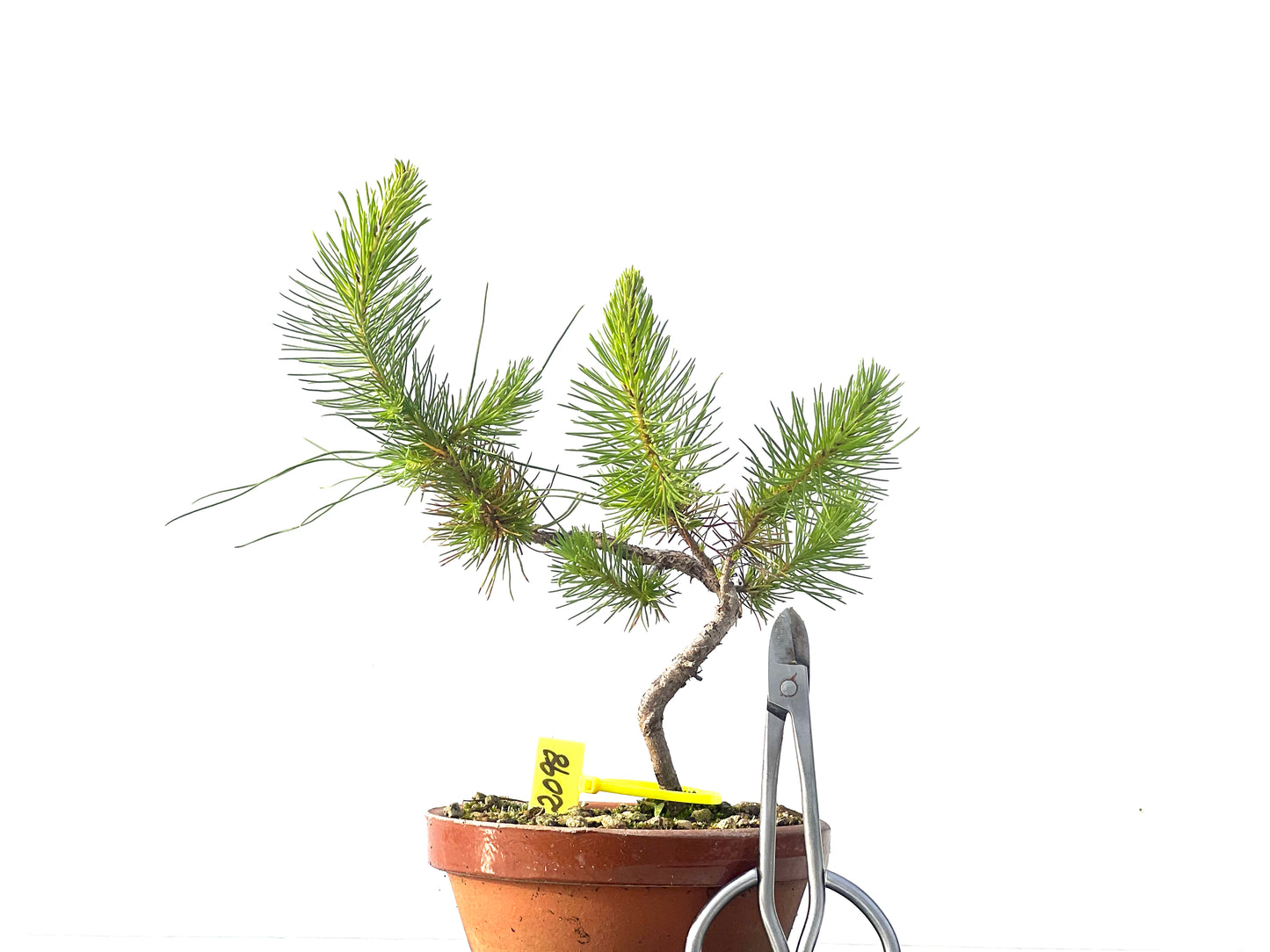 Pinus Pinea 2098