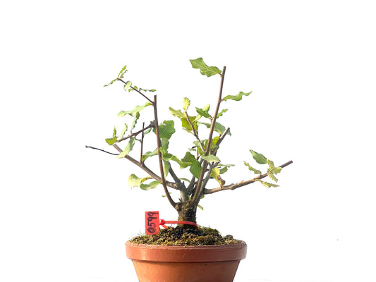 Quercus Suber 0599