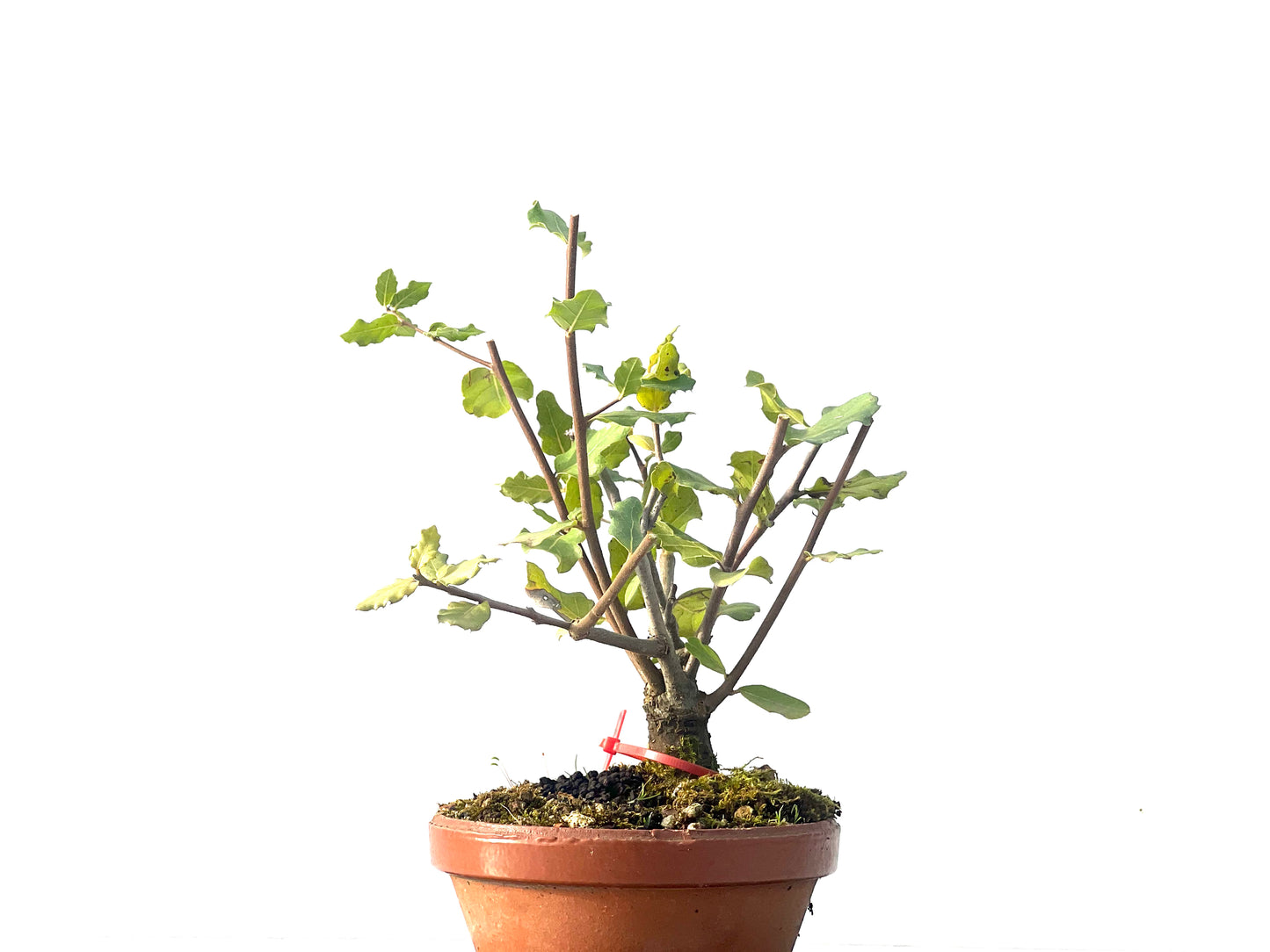 Quercus Suber 0599