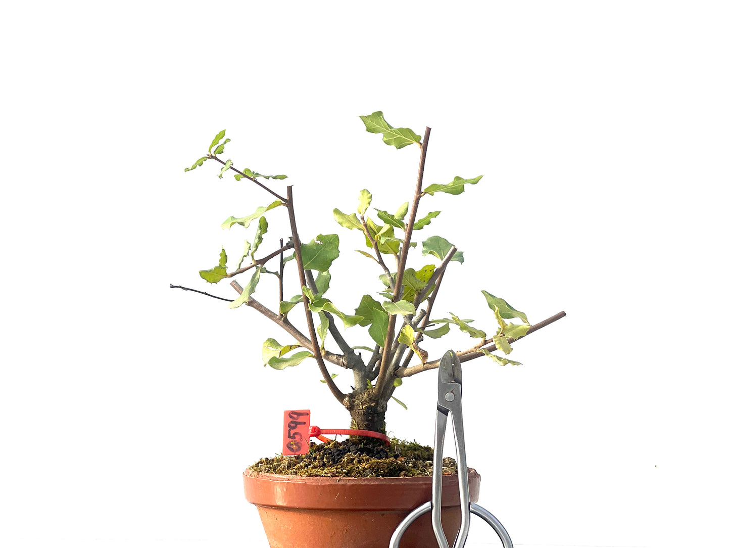 Quercus Suber 0599