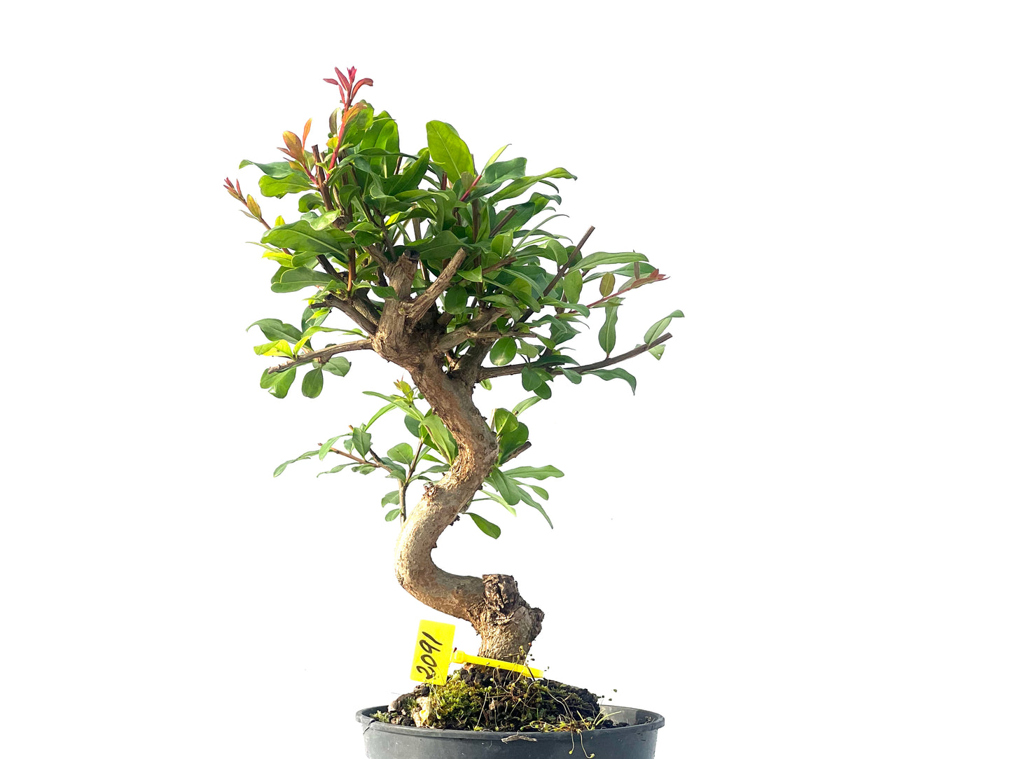 Punica Granatum Nejikan 2091