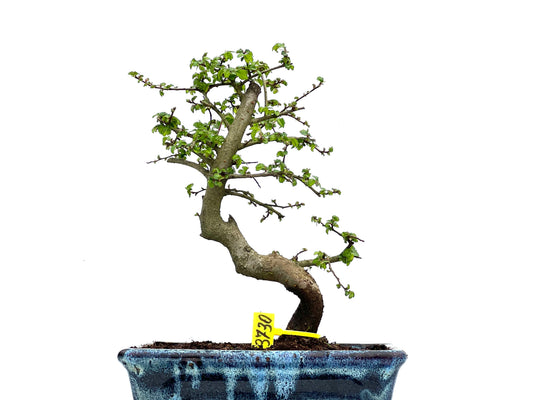 Ulmus Parvifolia 3730