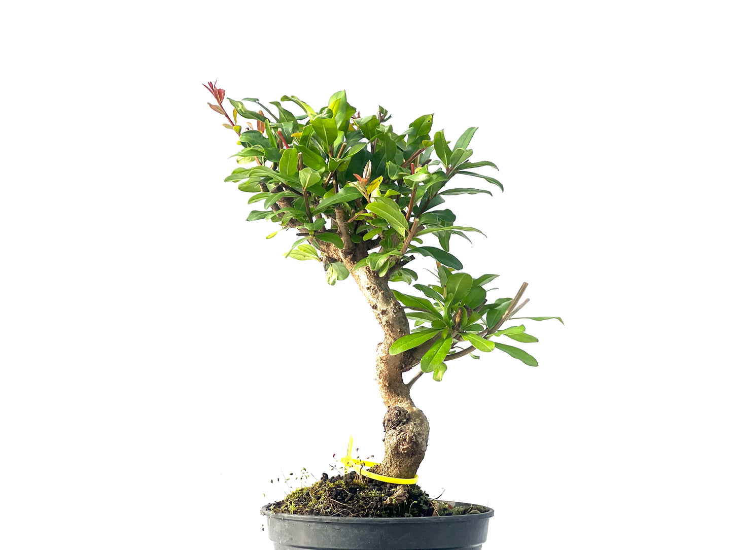 Punica Granatum Nejikan 2091