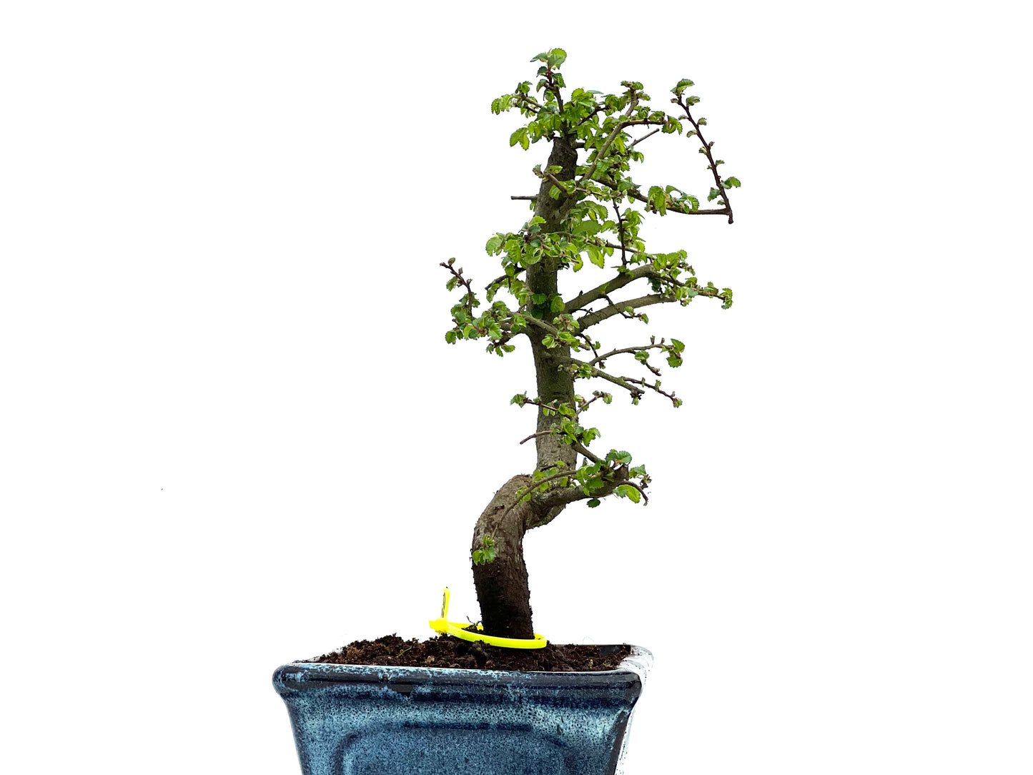 Ulmus Parvifolia 3730