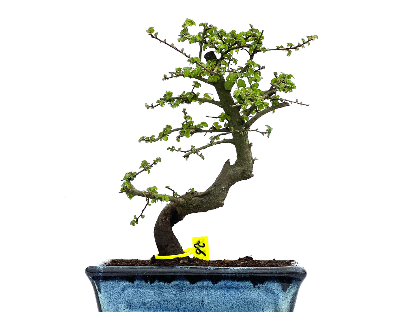 Ulmus Parvifolia 3730