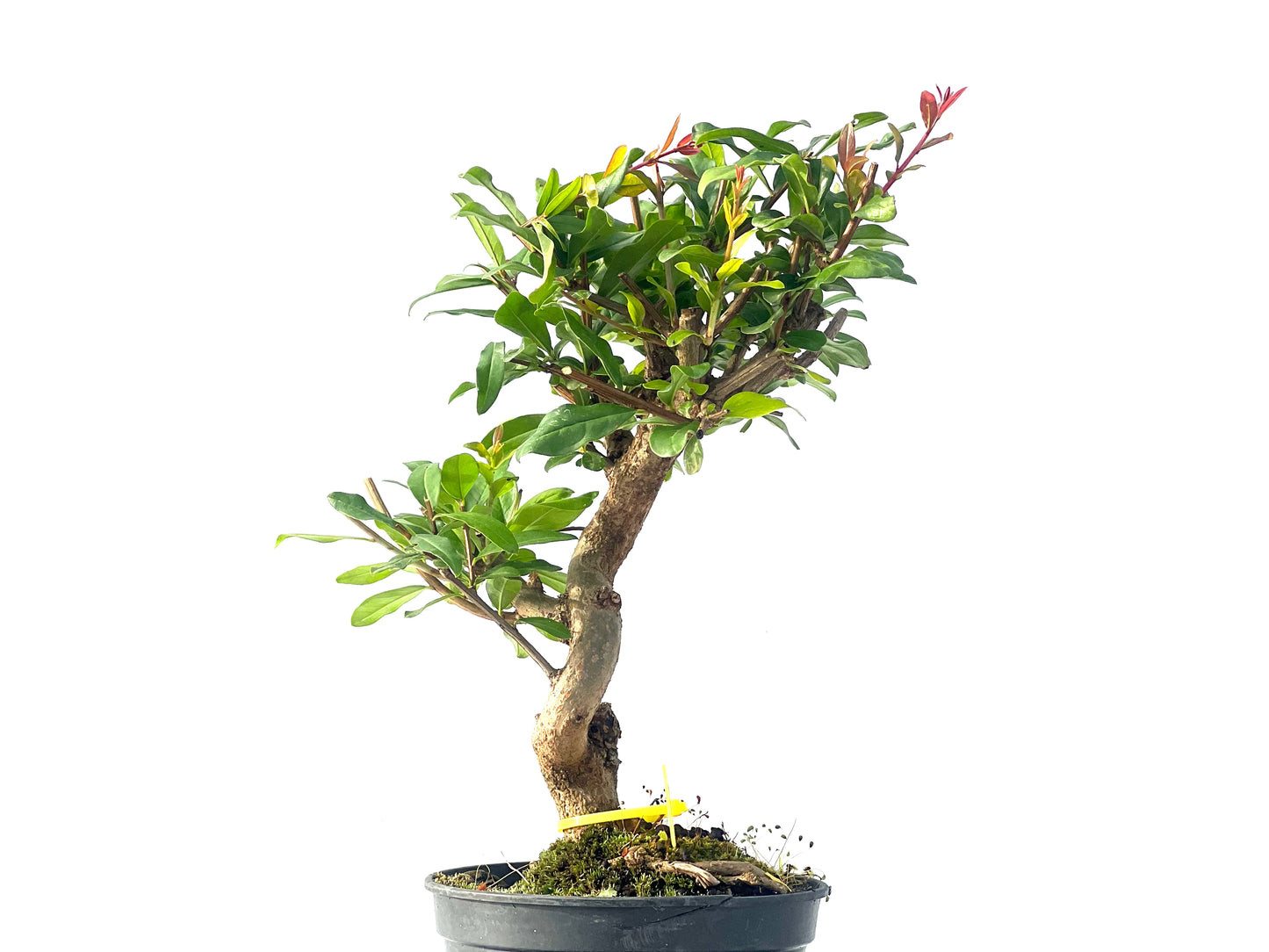 Punica Granatum Nejikan 2091