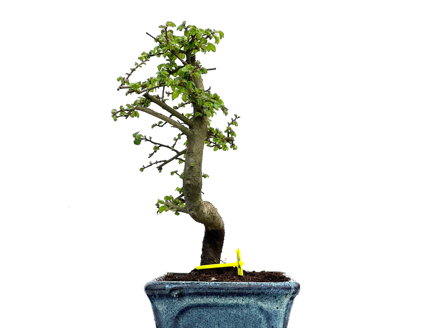 Ulmus Parvifolia 3730