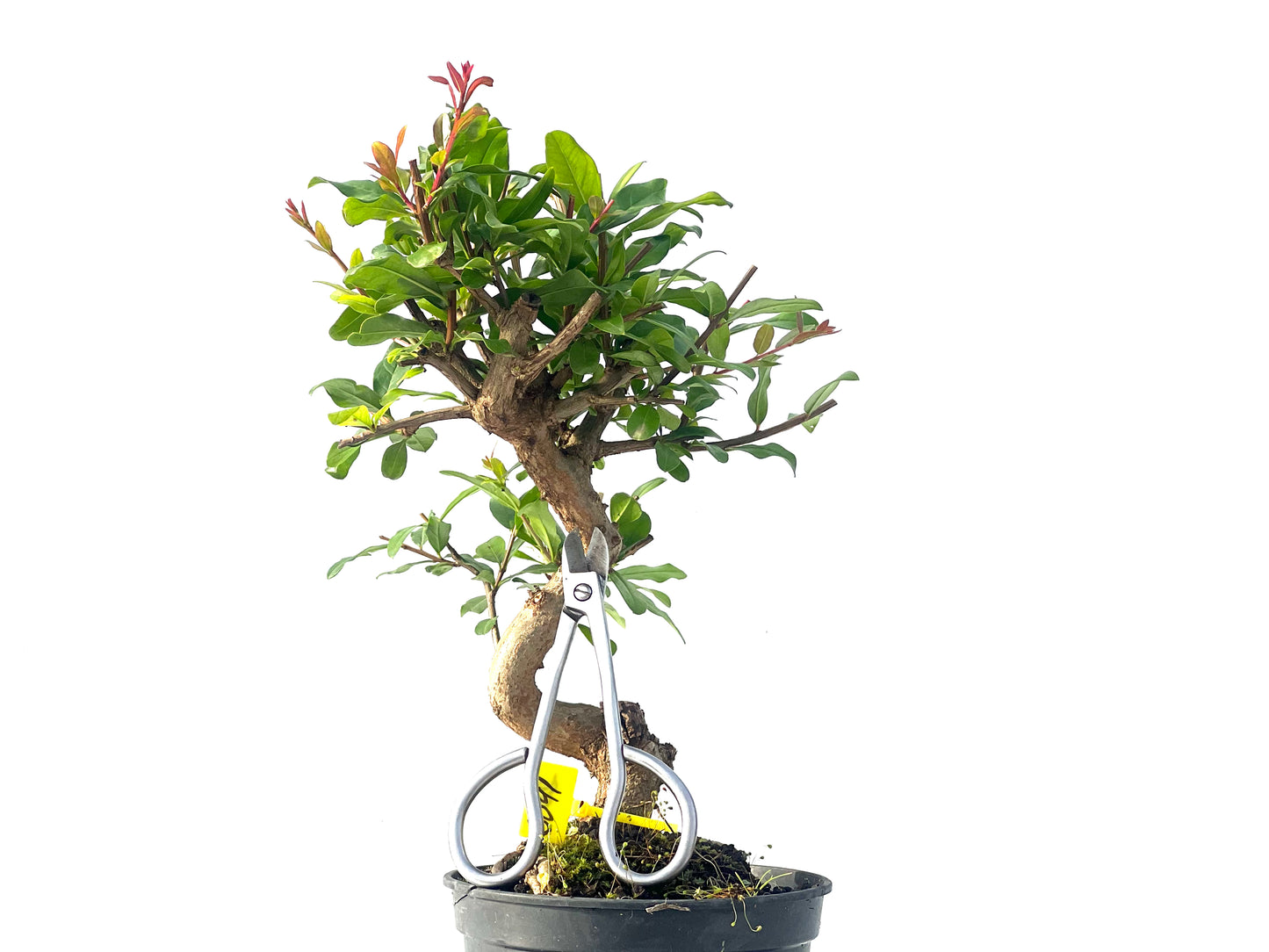 Punica Granatum Nejikan 2091