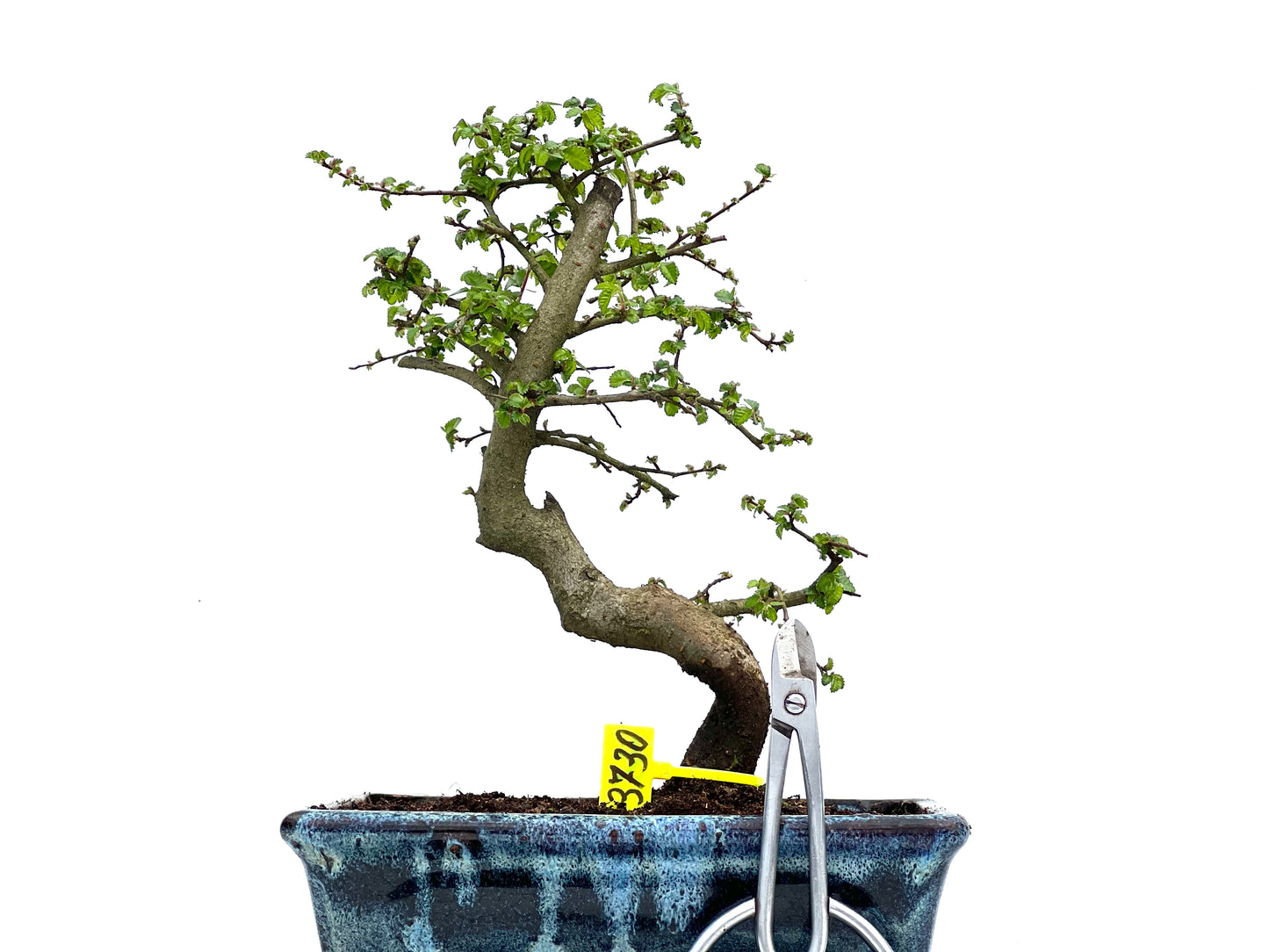 Ulmus Parvifolia 3730