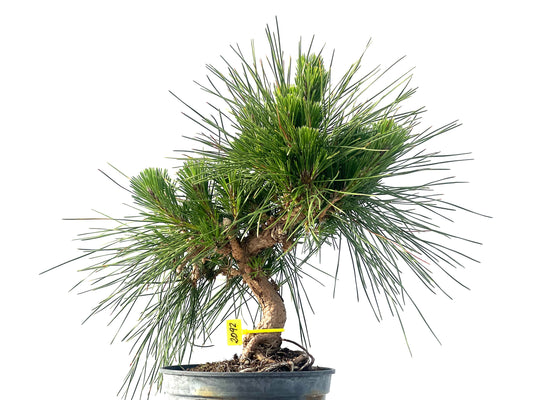 Pinus Thunbergii 2092