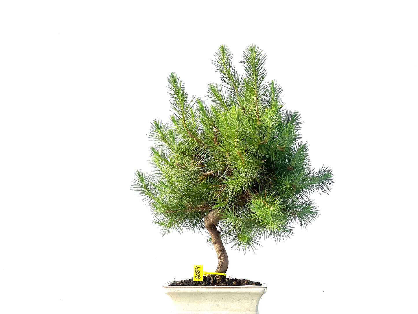 Pinus Halepensis 2084