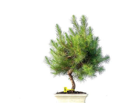 Pinus Halepensis 2084