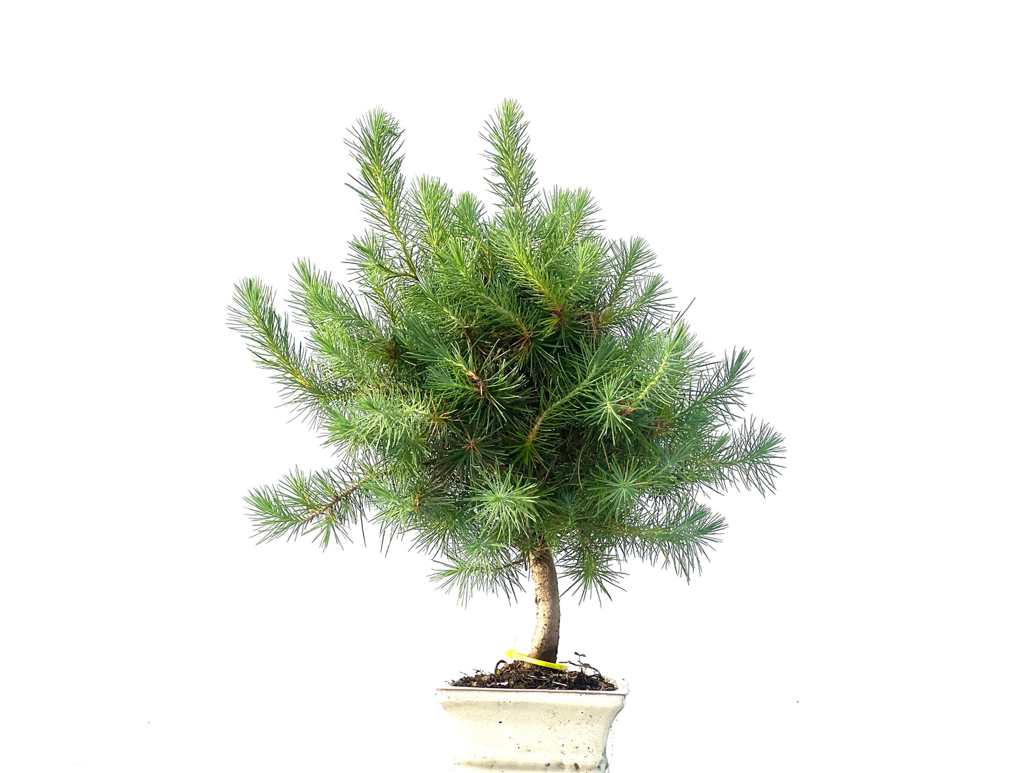 Pinus Halepensis 2084