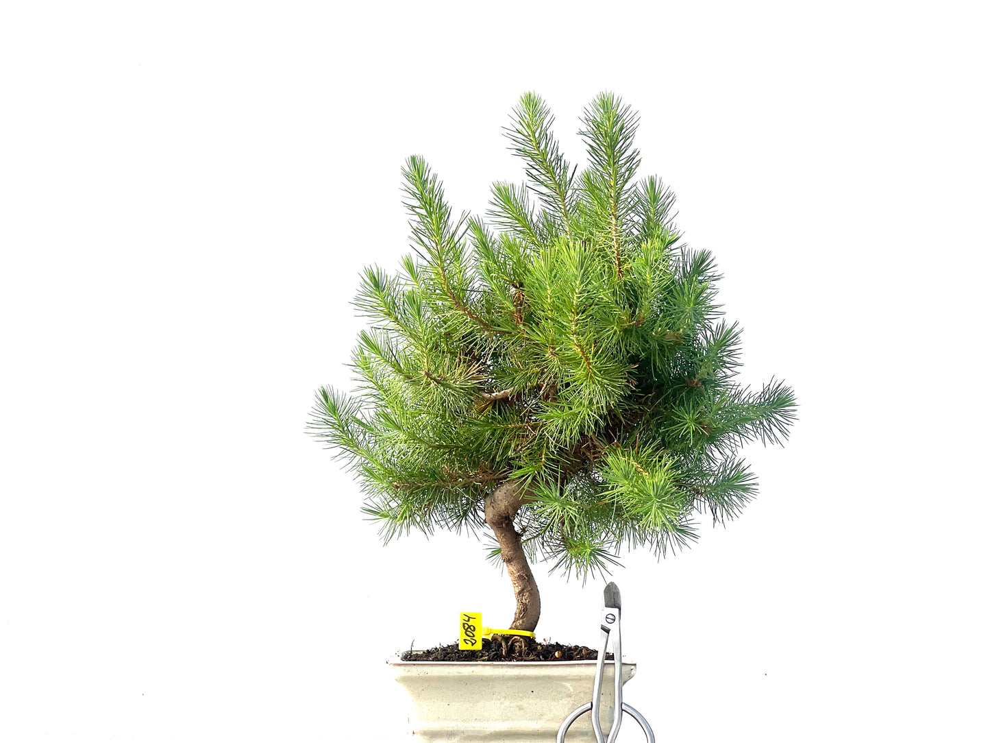 Pinus Halepensis 2084