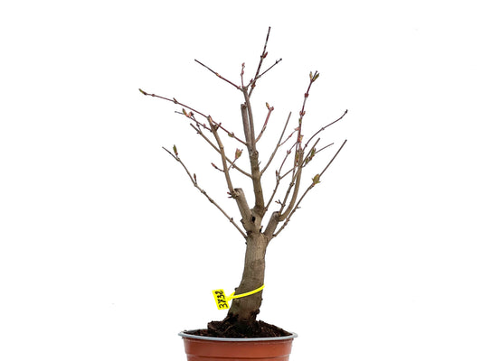 Acer Ginnala 3732