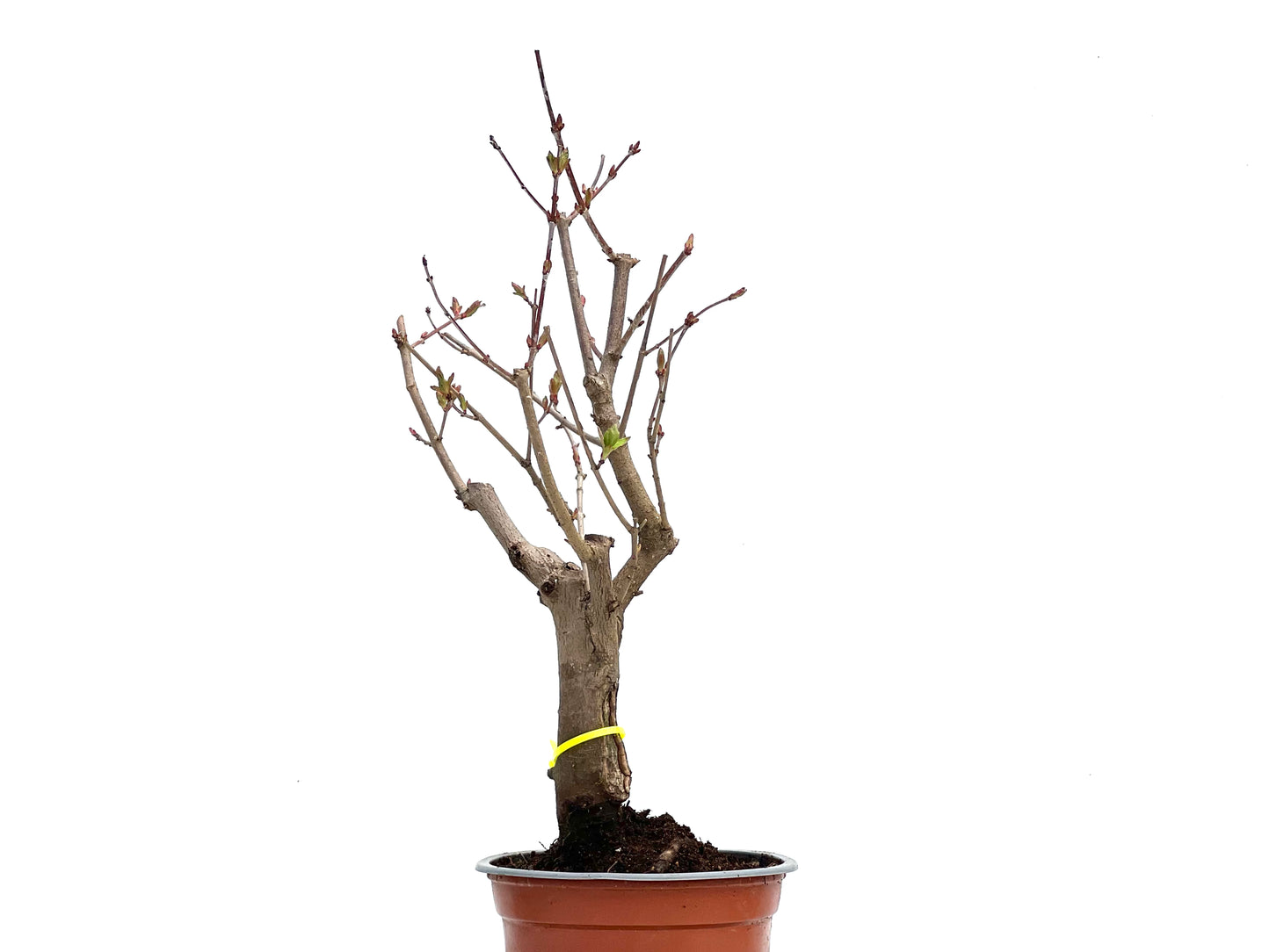 Acer Ginnala 3732