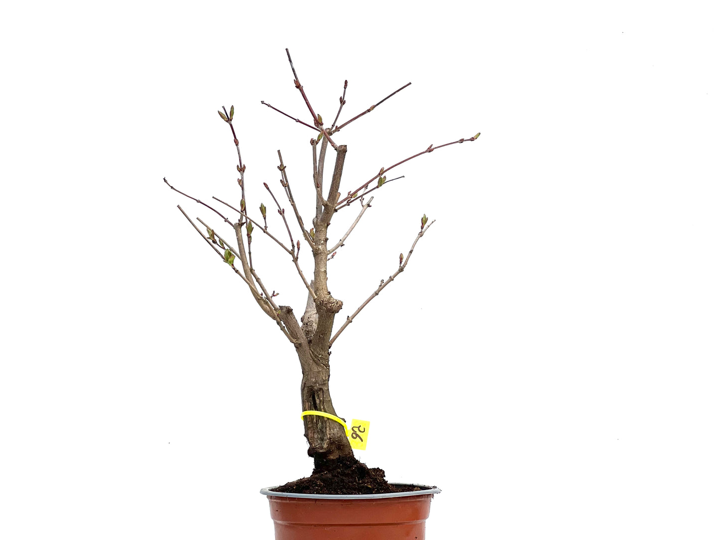 Acer Ginnala 3732