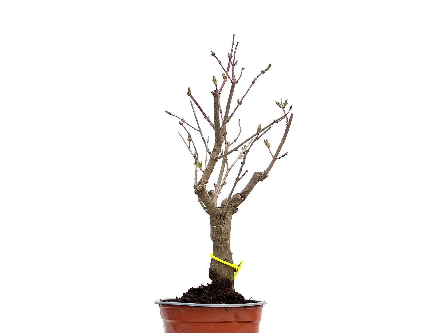 Acer Ginnala 3732